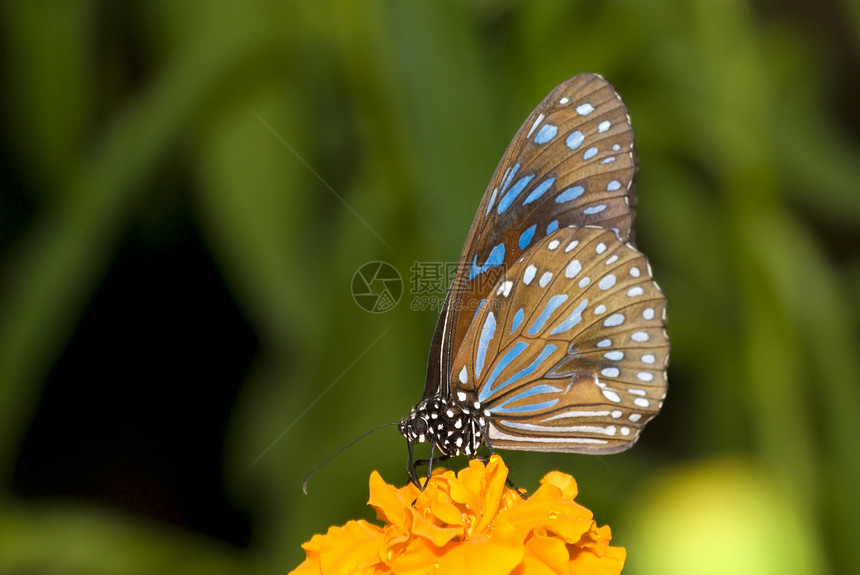 具有自然背景的蝴蝶昆虫天线季节花园飞行宏观野生动物动物群翅膀图片