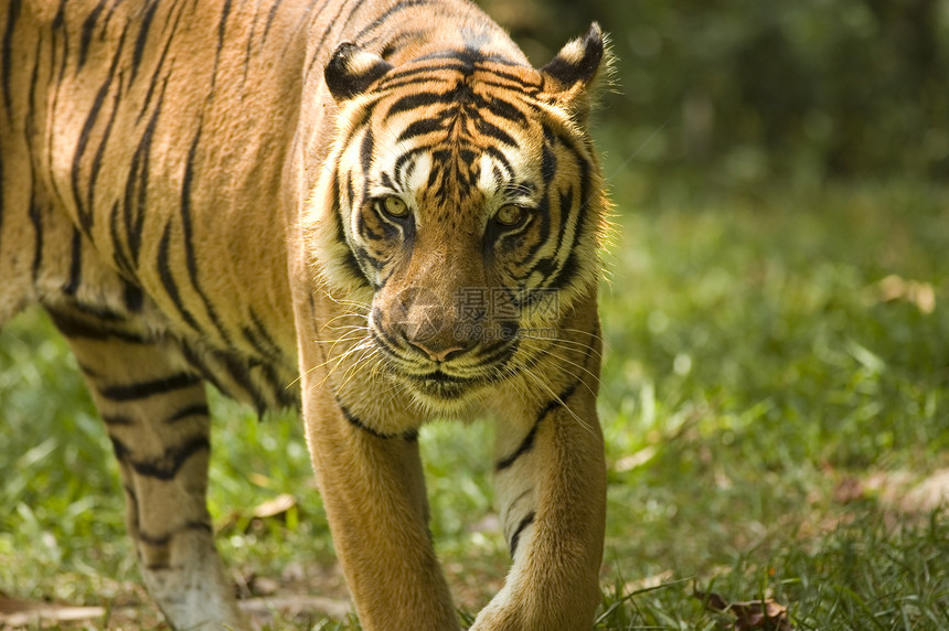 老虎的天法生物食肉条纹橙子生态动物群野生动物攻击头发动物图片