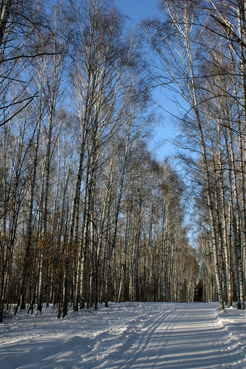 冬季野生林图片