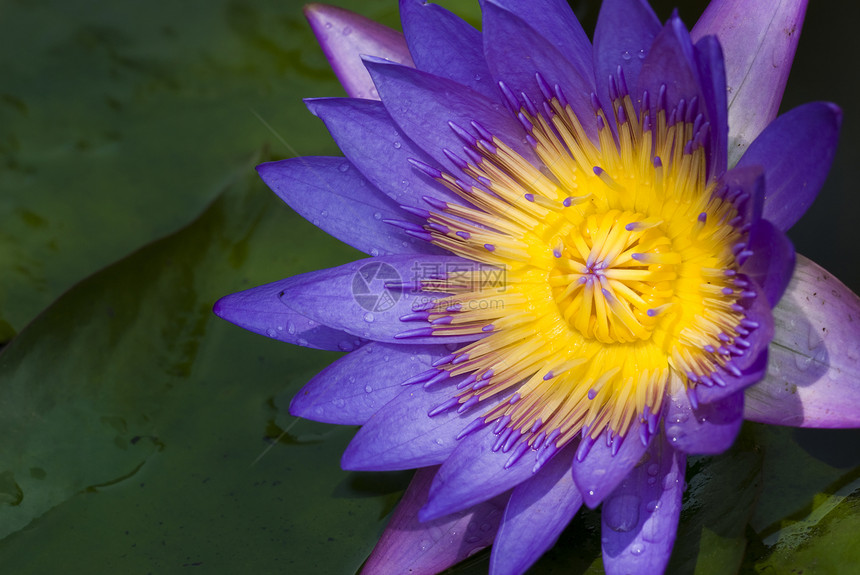 莲体植物学花朵公园宏观荷花百合植物季节环境紫色图片