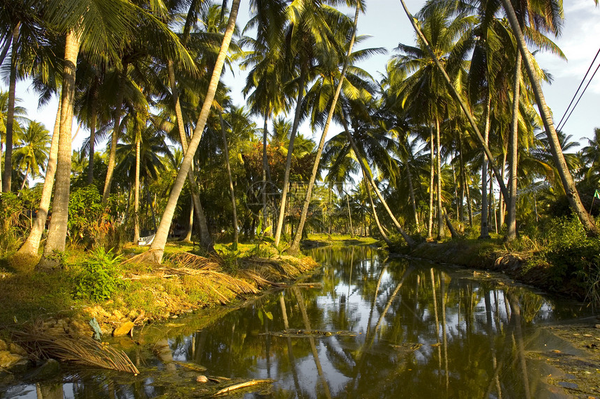 椰椰子晴天热带假期蓝色娱乐阴影情怀棕榈叶子绿色图片