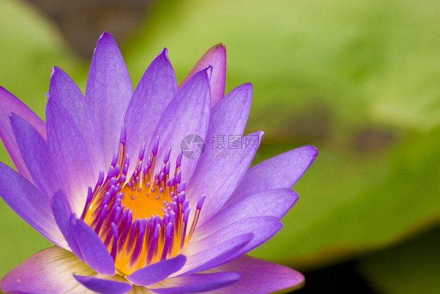莲体情调紫色宏观荒野季节植物花瓣花园荷花花朵图片