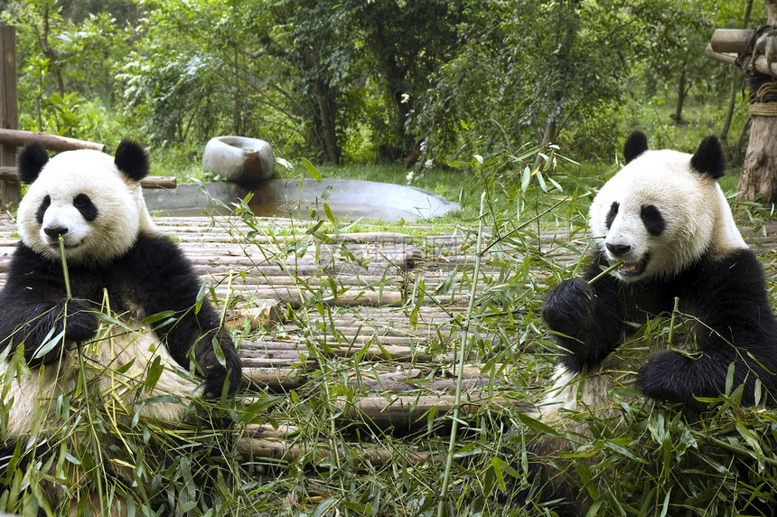 熊猫旅行动物园黑色白色叶子濒危竹子野生动物用餐食物图片
