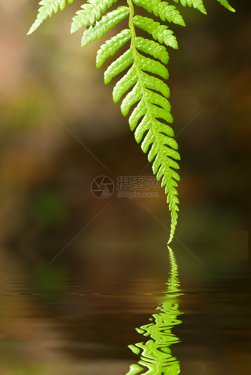 绿叶草原繁荣水滴环境季节雨滴生态液体植物气泡图片