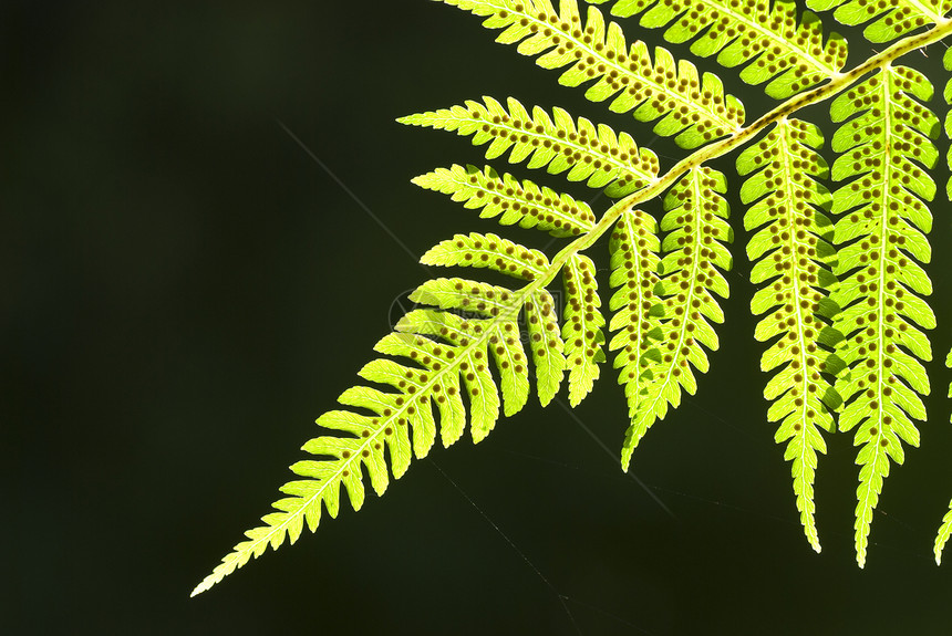 绿叶季节水滴植物宏观天气液体雨滴植物群花瓣绿色图片