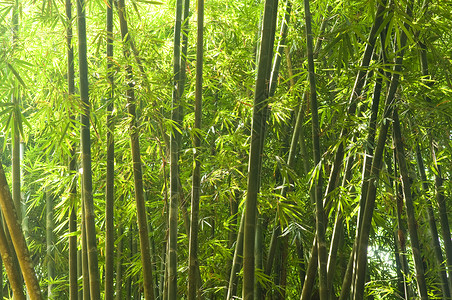 竹子热带园艺植物风水森林绿色生物花园生长文化背景图片