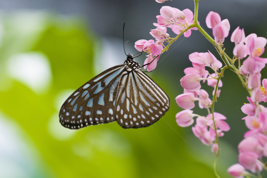 蝴蝶飞行翅膀动物群花园昆虫宏观天线季节野生动物图片
