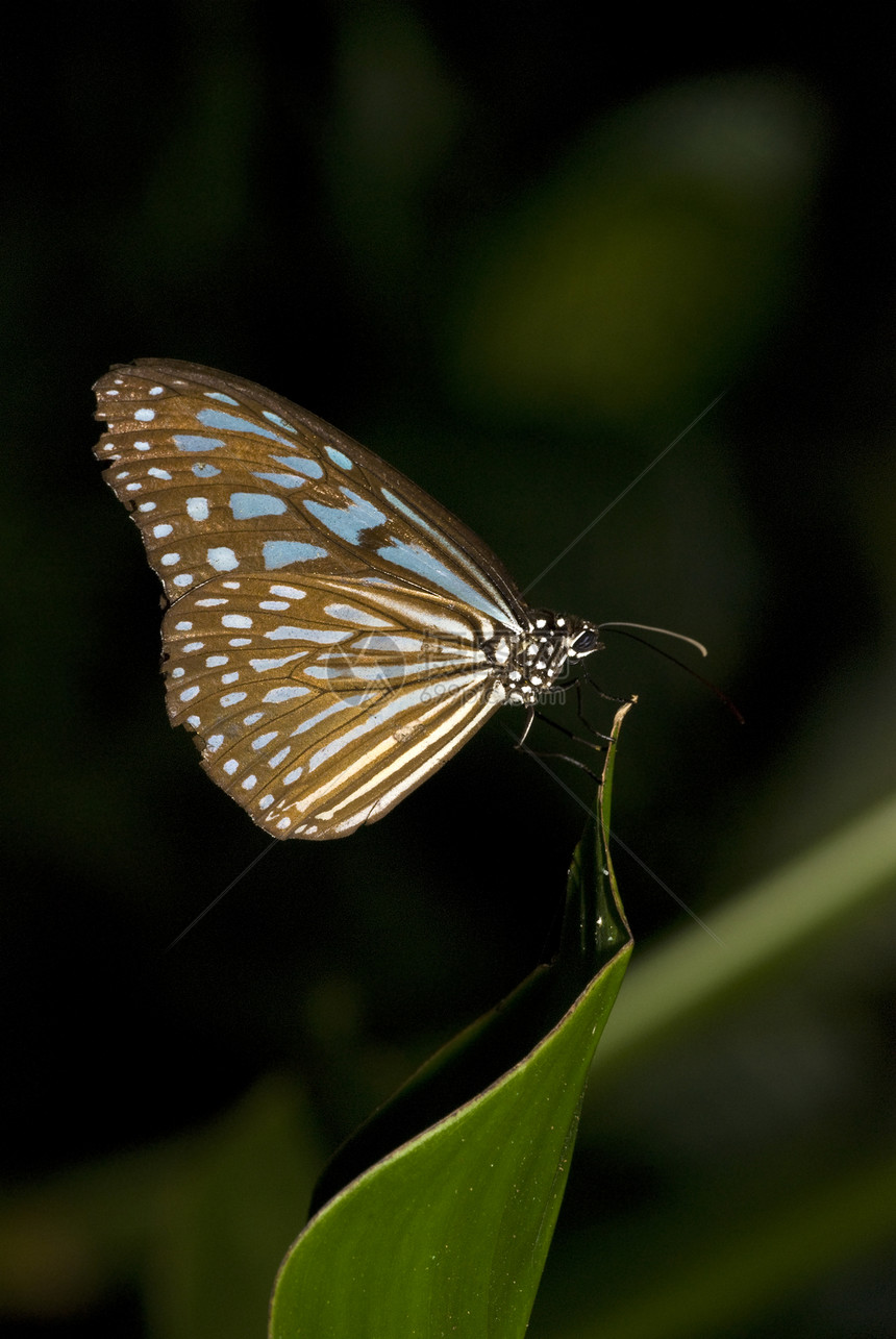 蝴蝶昆虫季节野生动物花园翅膀宏观动物群天线飞行图片