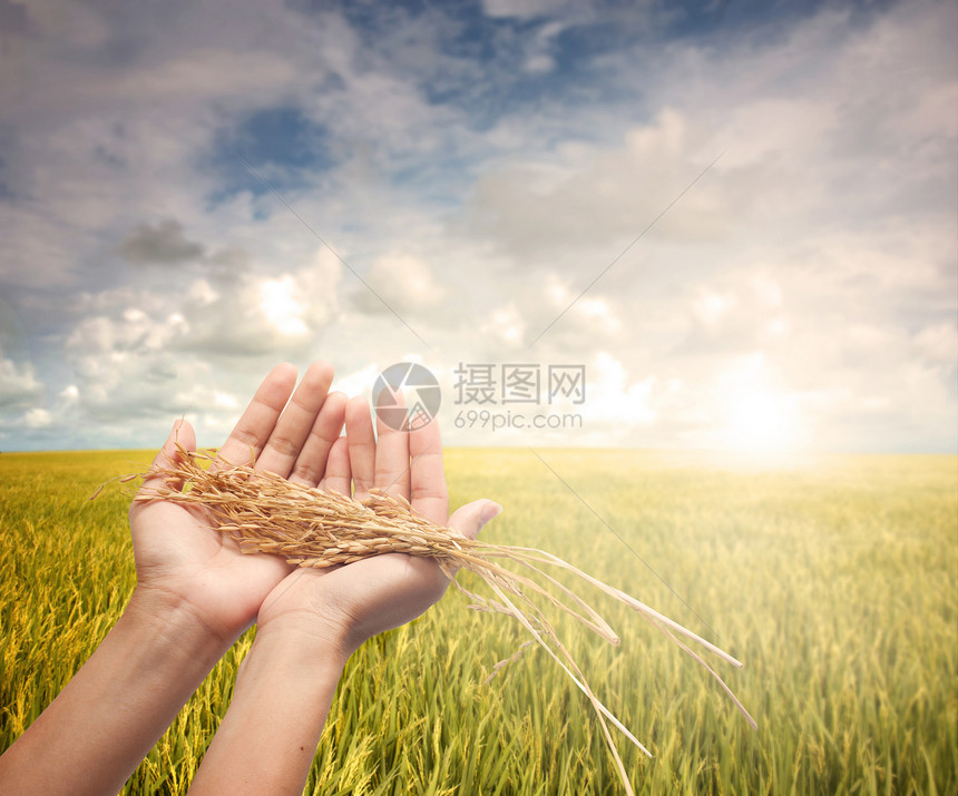 手握着收获的麦田食物远景收成植物环境稻田种植园晴天耀斑季节图片