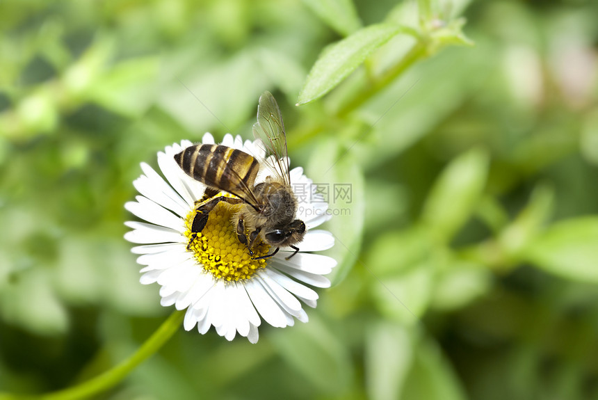 蜜蜂草地菊花雏菊异国蜂蜜收集情调花瓣植物昆虫图片