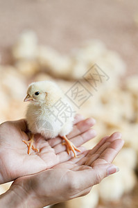 鸡小妞翅膀婴儿宠物小鸡天空射线家禽农场环境动物背景图片