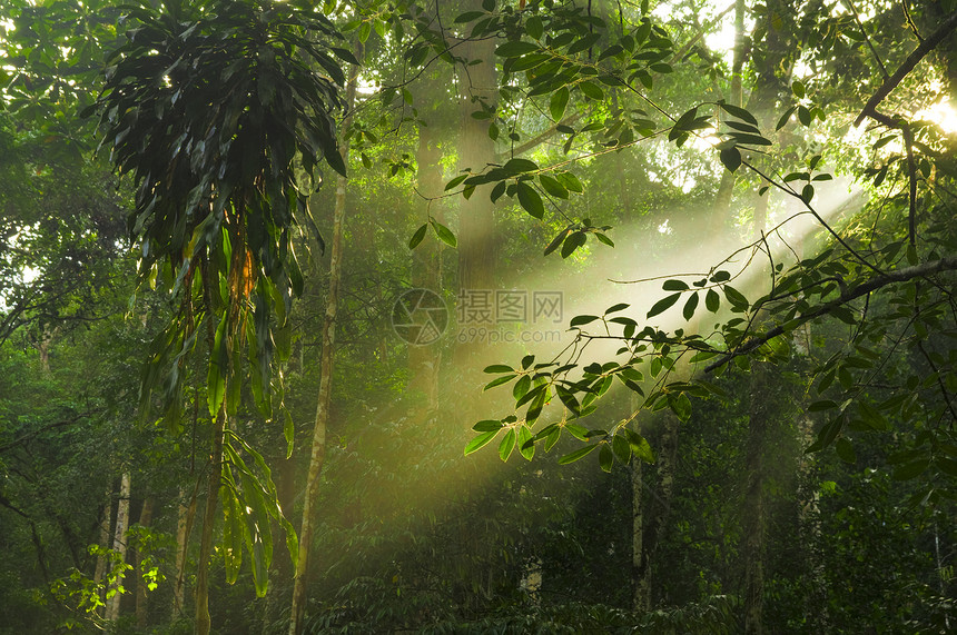 有灯光的绿林绿色耀斑日光森林薄雾热带树干公园晴天雨林图片