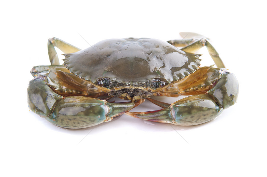 螃蟹动物龙虾白色贝类甲壳食物荒野海鲜眼睛宏观图片