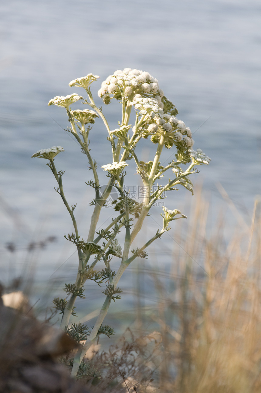 野虫林花图片