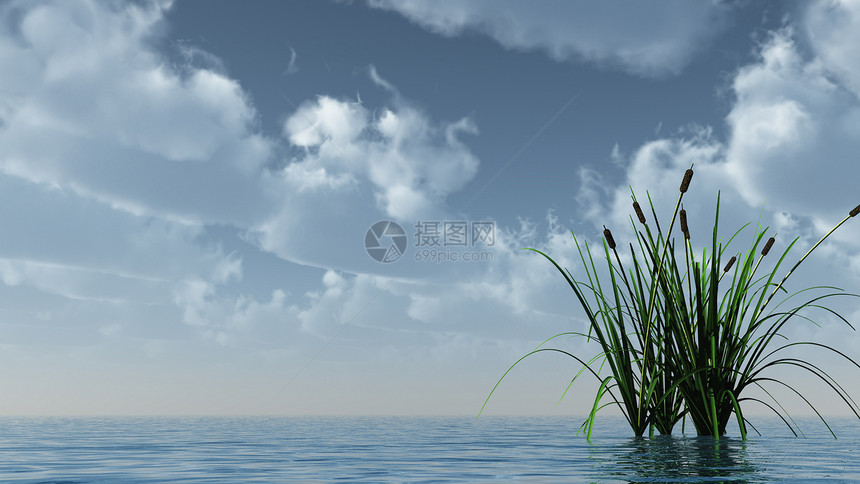 以海水浇灌海洋天空波浪植物地平线插图图片