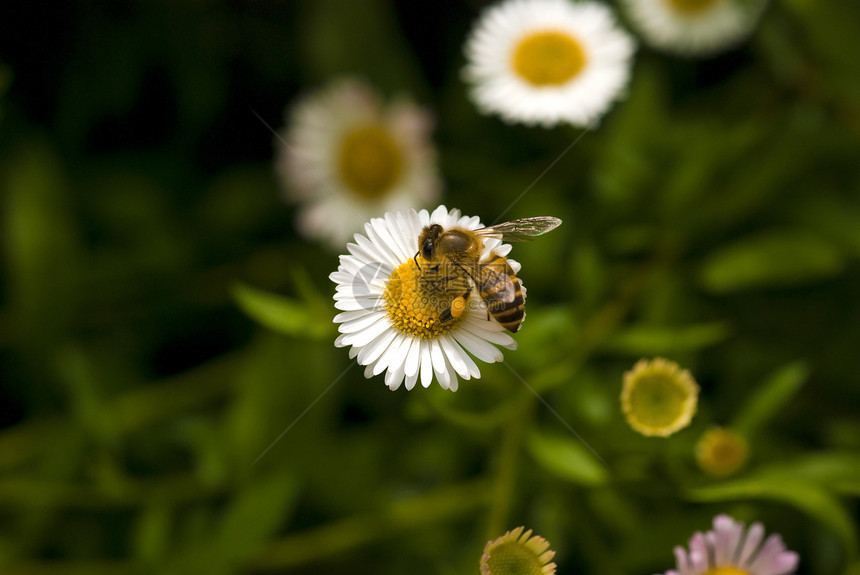 蜜蜂花瓣花蜜植物学蜂蜜雏菊昆虫植物群菊花植物异国图片
