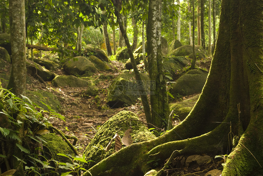 绿林叶子射线日光雨林丛林荒野阳光季节森林晴天图片