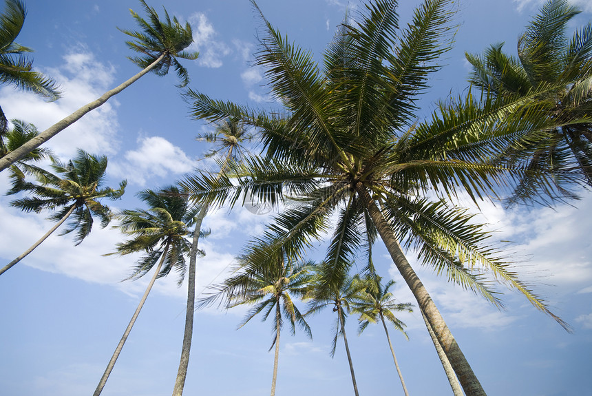 海滩沙滩海洋太阳旅行棕榈椰子游泳场景热带假期闲暇图片