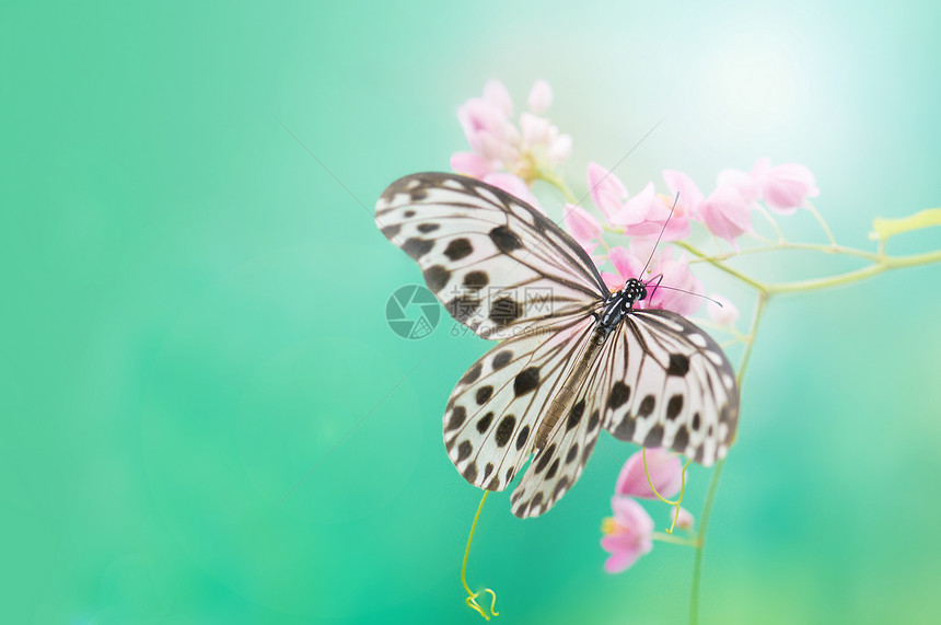 蝴蝶飞行季节动物群野生动物花园昆虫翅膀宏观天线图片