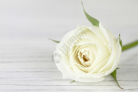 白玫瑰花瓣花朵玫瑰植物桌子高清图片