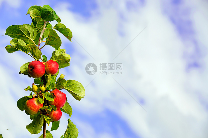 苹果框架叶子天空边界收成白色红色蓝色树叶水果图片