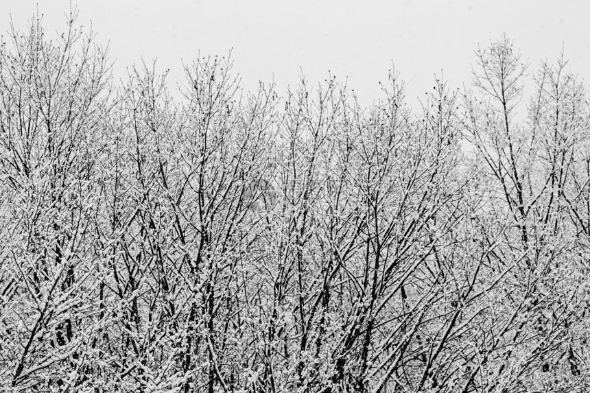 下雪层覆盖冬树 没有叶子风景季节树木图层场景天空生态公吨白马环境图片