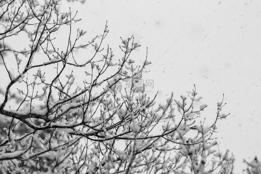 寒雪覆盖冬树 没有叶子生态天空公吨风景蓝色环境旅行村庄蓝天白马图片