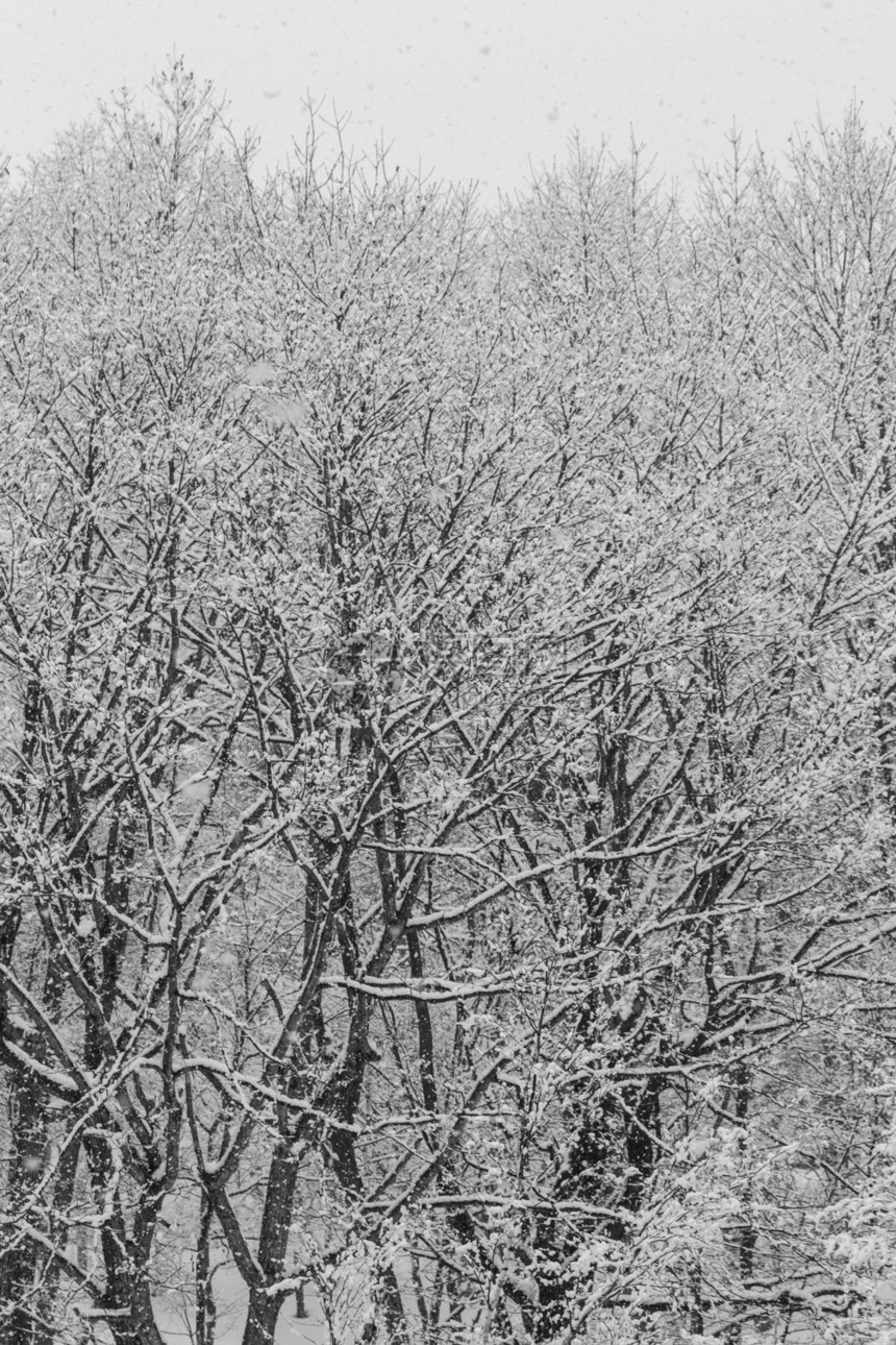 下雪层覆盖冬树 没有叶子风景旅游村庄图层蓝色生态公吨树枝场景环境图片