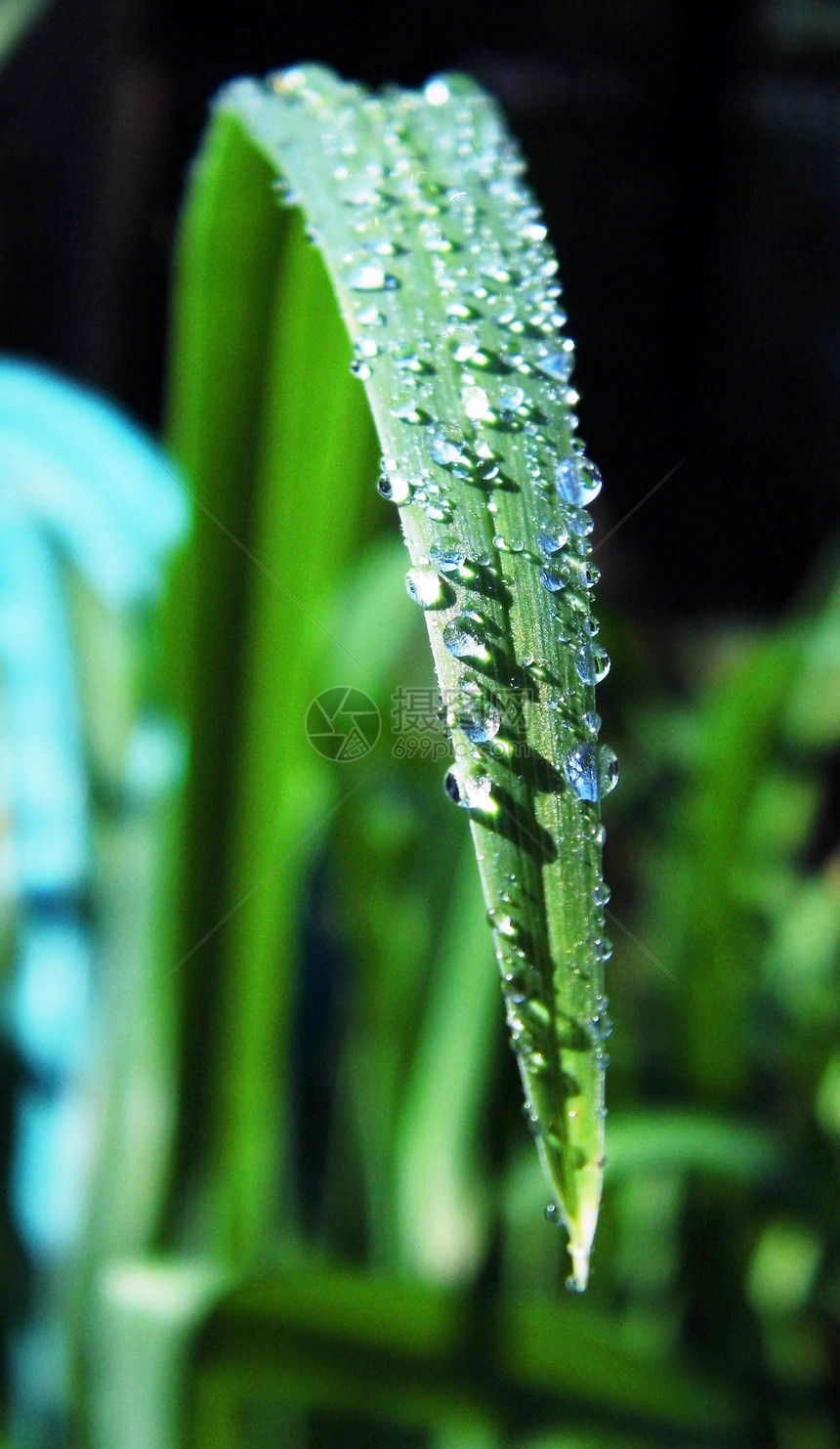 叶子上的水滴植物植物群飞沫绿色花园环境宏观图片