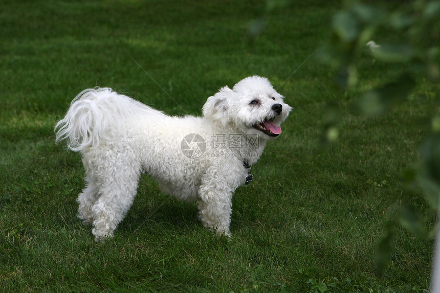 碧森危机宠物小狗哺乳动物白色犬类动物舌头头发朋友图片