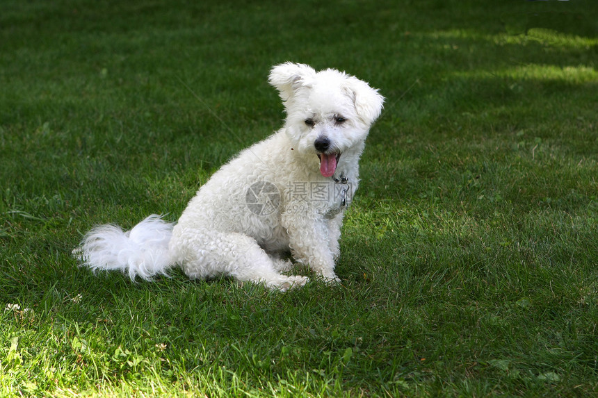 碧森危机白色犬类舌头头发小狗宠物动物哺乳动物朋友图片