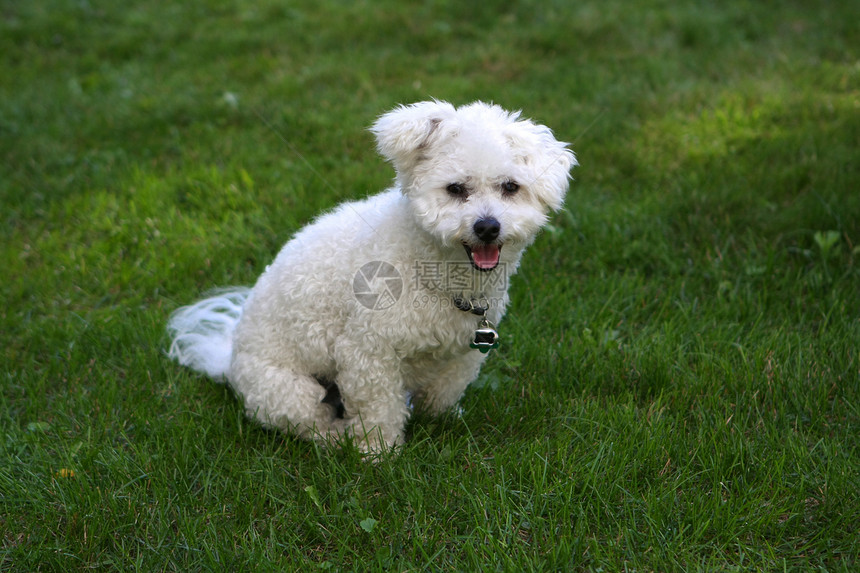碧森危机白色动物小狗头发宠物哺乳动物舌头朋友犬类图片
