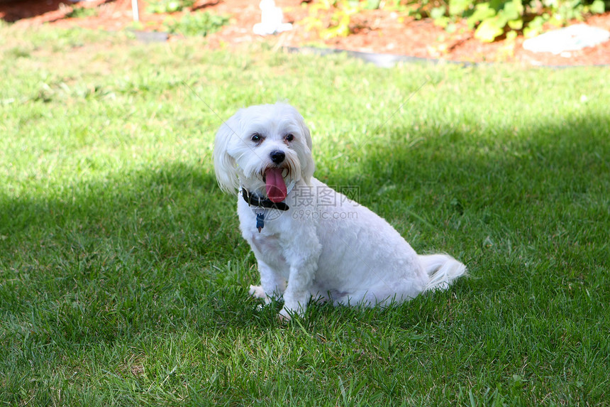 贝孔混合混合犬类小狗动物舌头哺乳动物宠物头发朋友白色图片