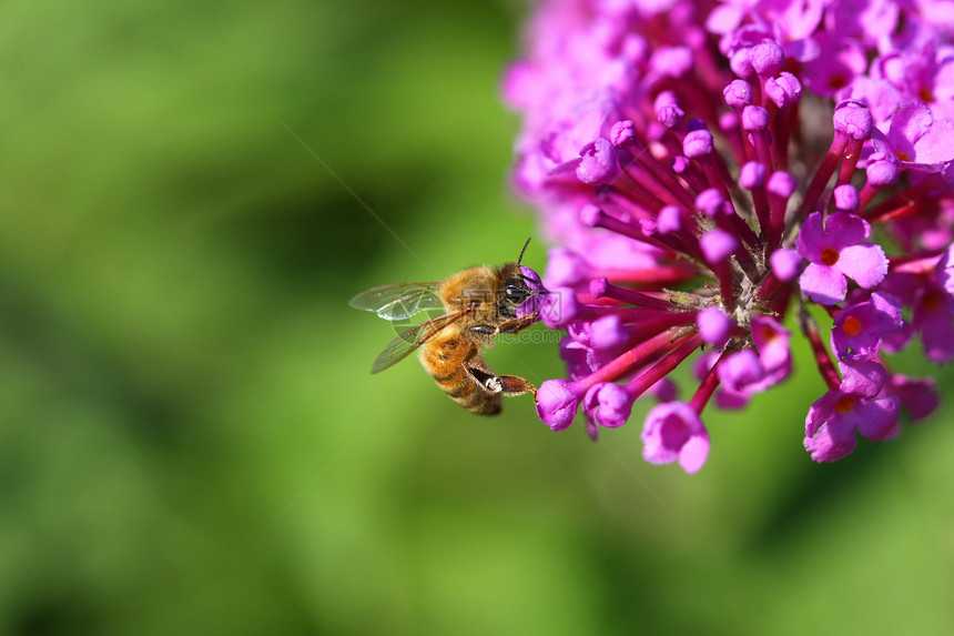 蜜蜂蜂巢昆虫工人漏洞养蜂业植物群花园蜂蜜绿色宏观图片