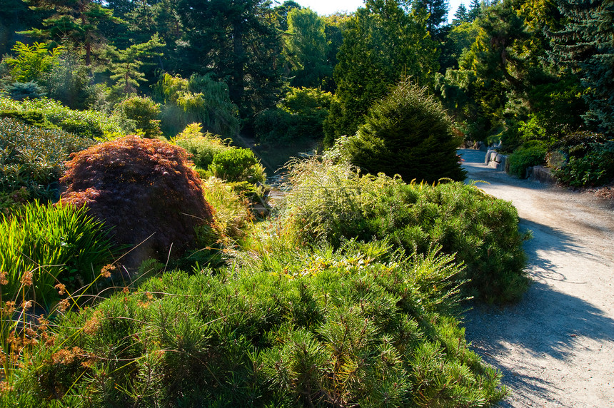 库博塔花园灌木丛民众花园季节树木衬套叶子风景植物学植物图片
