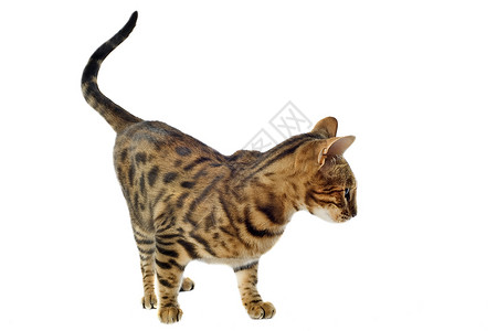 养猫工作室宠物动物警觉运动豹纹棕色背景图片