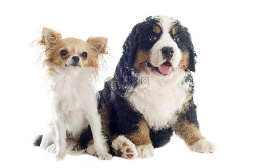 狗和吉华人小狗工作室婴儿朋友们犬类动物友谊山犬三色宠物山狗图片