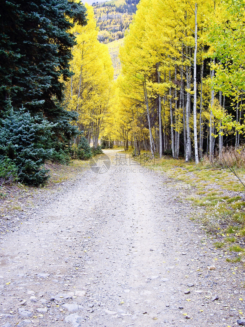 秋季森林的路径叶子农村黄色植物群乡村绿色海拔风景季节红色图片