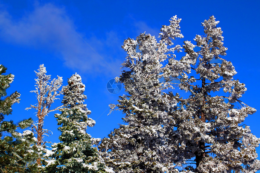 松林的重雪植物针叶树峡谷植物学荒野松树国家地面环境天空图片
