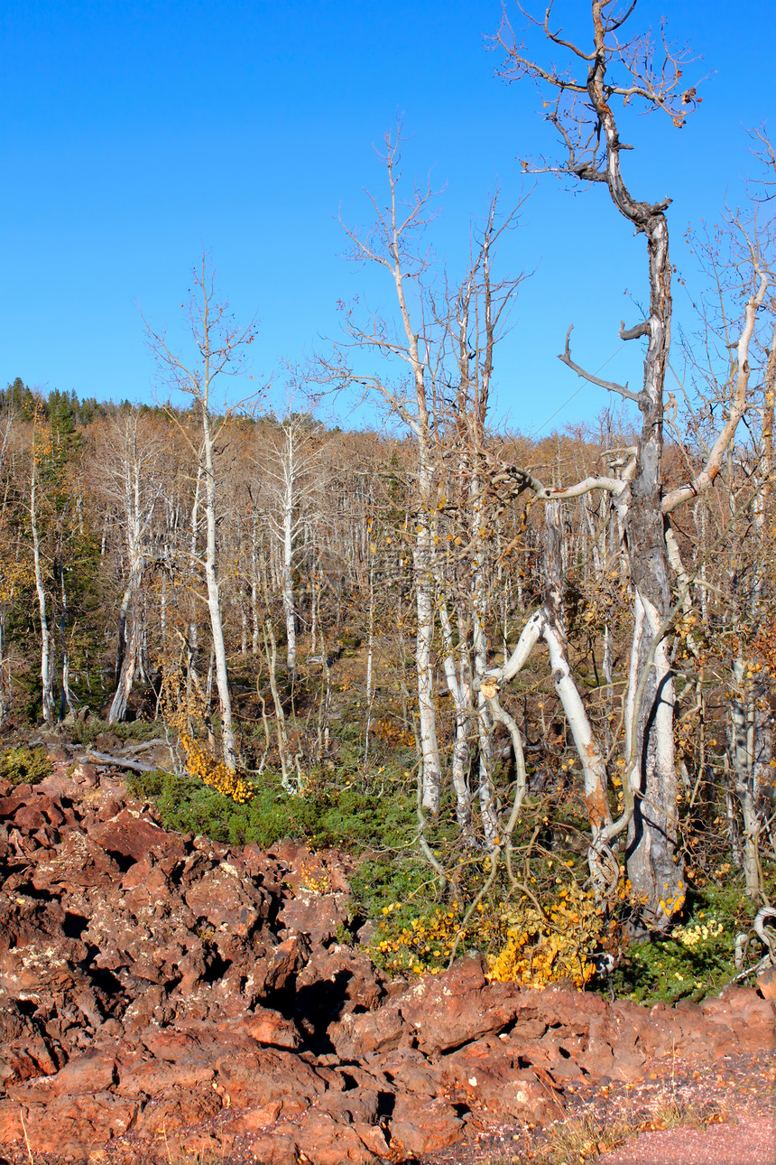 迪克西国家森林拉瓦田森林风景地质学巨石环境石头生态火山植被绿地图片