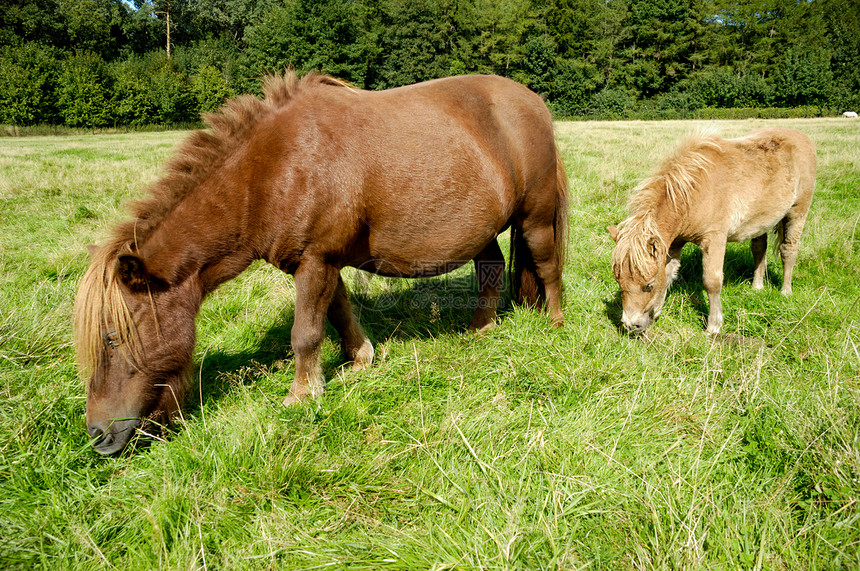 马和马鞭农村草地农田母亲小马场地宠物动物农场食物图片