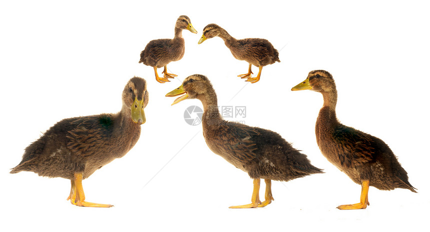 鸭子宠物荒野野生动物黄色棕色女性男性水禽图片