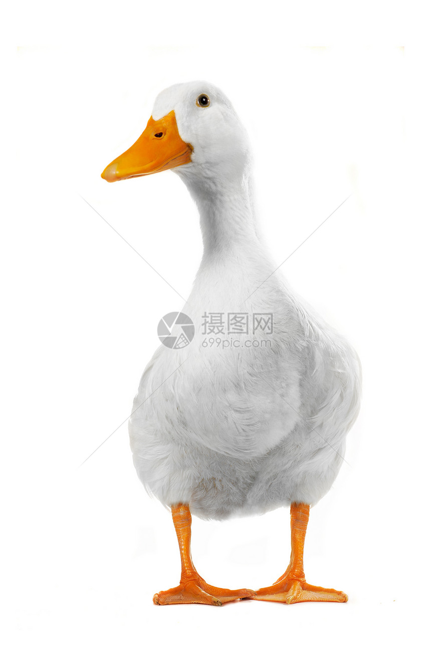 鸭白色野生动物动物女性水禽鸭子宠物荒野男性图片