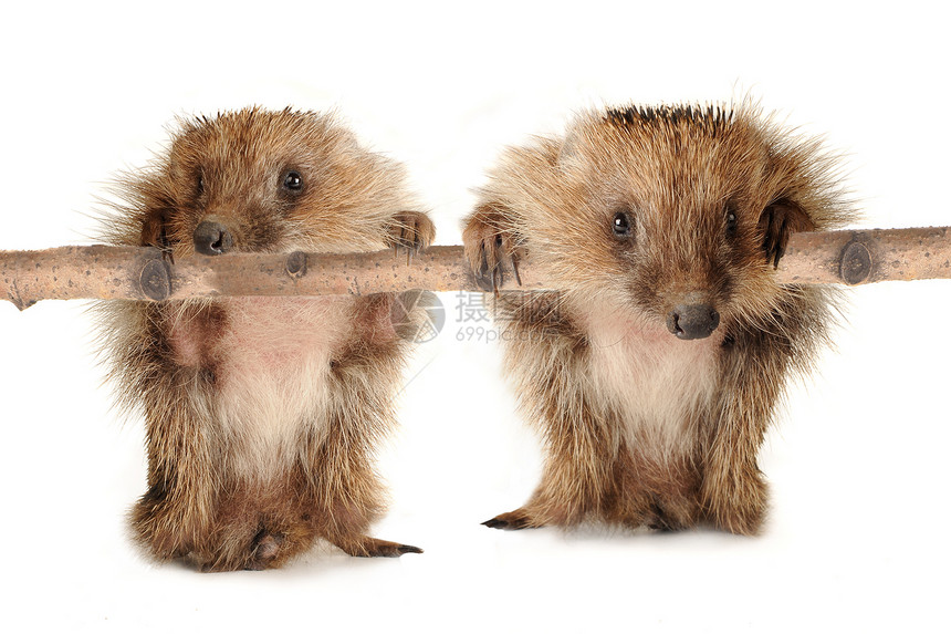 两只刺猪荒野鹅毛笔哺乳动物多刺野生动物动物刺猬鼻子树篱豪猪图片