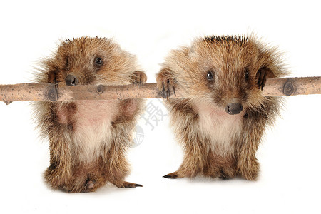 两只刺猪荒野鹅毛笔哺乳动物多刺野生动物动物刺猬鼻子树篱豪猪背景图片