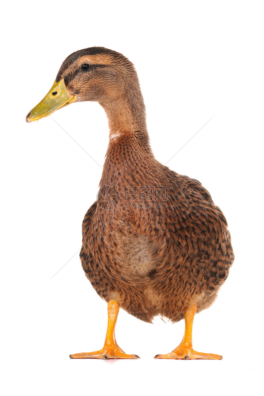 鸭子宠物黄色荒野棕色野生动物男性女性水禽图片