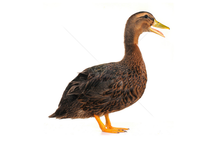 鸭子黄色棕色男性水禽女性野生动物宠物荒野图片