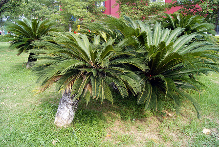 城市公园和绿带绿化带草坪树木植物旅游背景图片