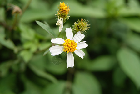 狂野菊花植物花朵背景图片