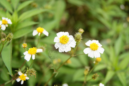狂野菊花植物花朵背景图片